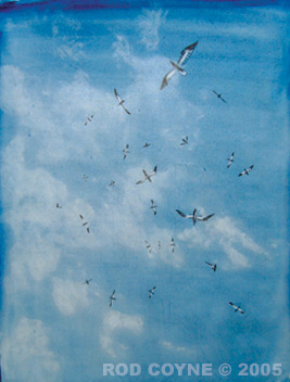 Gannets Circling